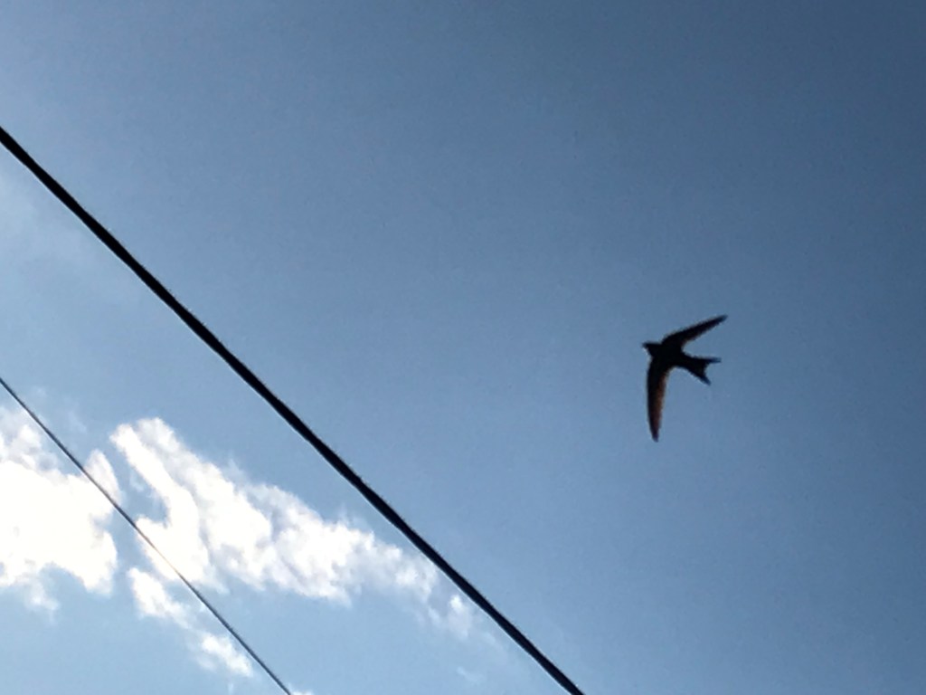 Kidlington swift walk